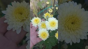 Хризантема корейская  Элен Вайт.