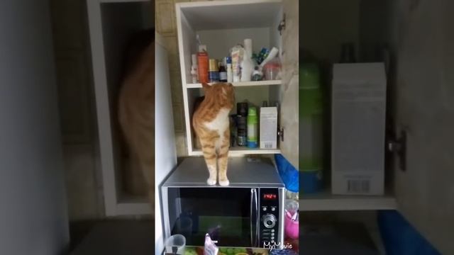 Приколы с котами депрессия 🐈🐦 смотреть онлайн