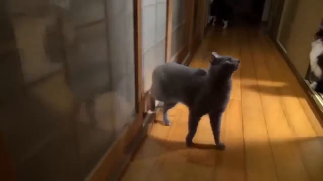 Смешные и прикольные кошки Смешные коты смотреть онлайн