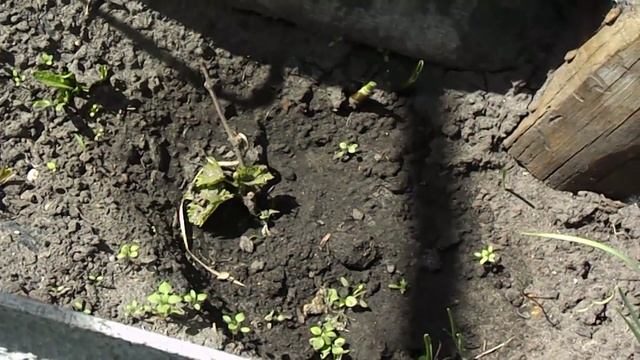 18. Молодые кусты винограда в 2025 году.