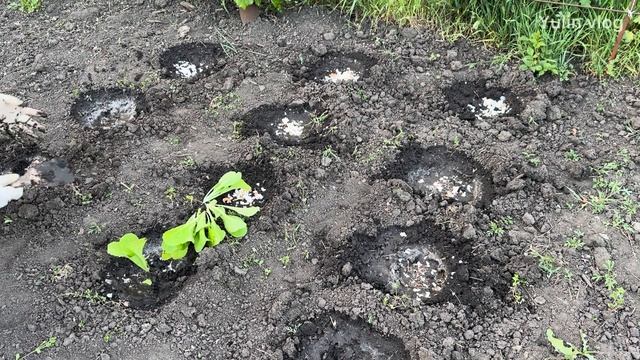Посадка пекинской капусты в открытый грунт!Показываю смотреть онлайн