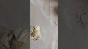 КАК ВЫРАЩИВАТЬ ЕЖОВИК, ГРИЦИЙ