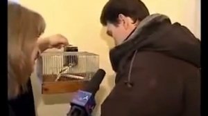 Лучший день в жизни канаровода!