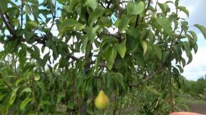 Груша ПОТОМАК: устойчива к бактериальному ожогу и оче?