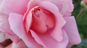 РОЗА🌹 ПОЭТРИ, НЕЖНАЯ РОМАНТИЧНАЯ КРАСАВИЦА