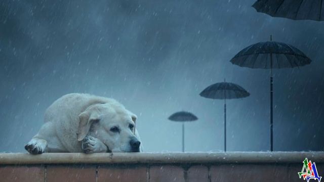 Одинокий мокрый щенок бежал за велосипедистом. Малыш хотел обрести кров… смотреть онлайн