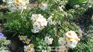 Роза  Салли Холмс