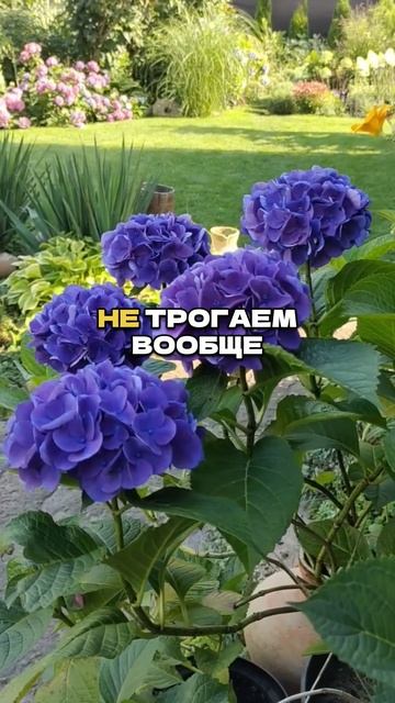 98% Садоводов Ошибаются При Обрезке Этих Растений! ✂️🌿 смотреть онлайн