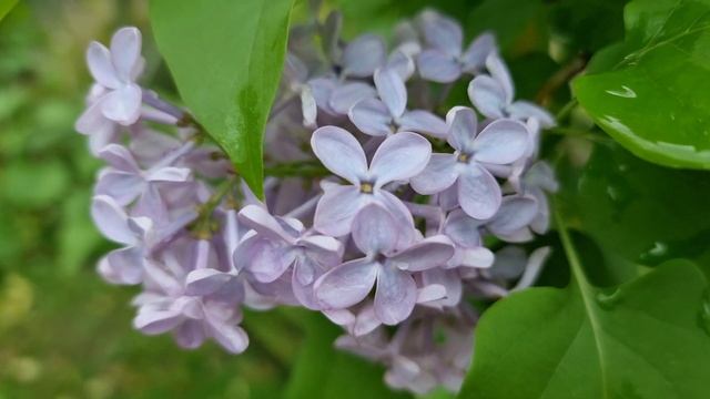 Первая роза и сирень в парке Ривьера 20 апреля 2025 г.