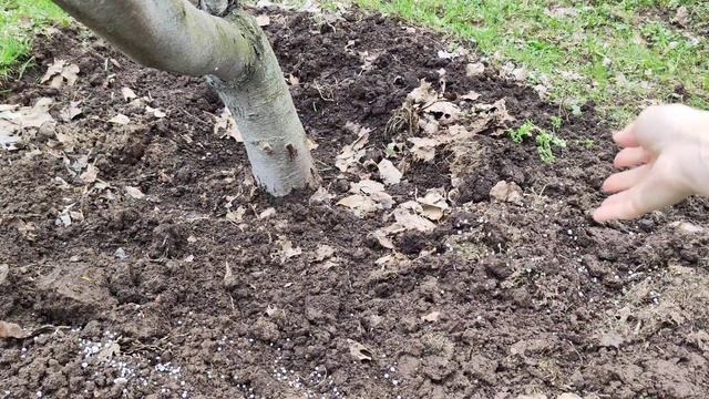 Весенняя подкормка плодовых деревьев – секреты богат смотреть онлайн