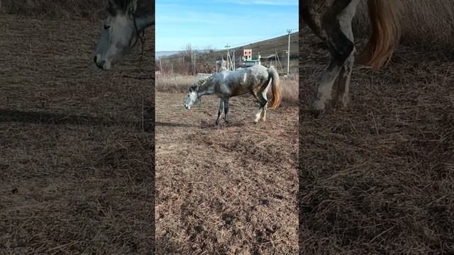 #ямыилюша #енотики #raccoon #будни #конь