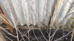 Вот так обрезаю красную смородину весной 2025 для вечно?