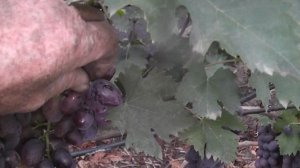 Сорт винограду "Мустанг" "Злагода" "Спокуса" "Сказка" - с?