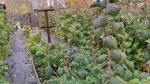 Малина-ТУТАЙМЕРЫ! Эксперимент продолжается! Омск, 09.10.2