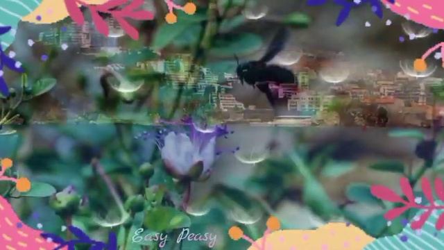 🥀🌞🌈Доброго утра благословенного дня!🌞🌈🎵Красивое музыкальное пожелание🎵 смотреть онлайн