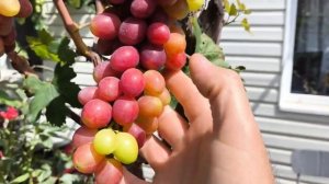 КУЗЬМИЧ виноград селекции Калугина Виктора раннего с?