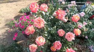 Роза Восточный экспресс (Пульман Ориент Экспресс)