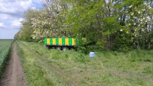 БЕЛАЯ АКАЦИЯ В АЗОВСКОМ РАЙОНЕ