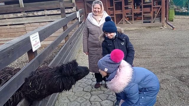 Лама чихает в лицо. Прикол смотреть онлайн