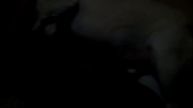 Изыди злой дух собаки смотреть онлайн