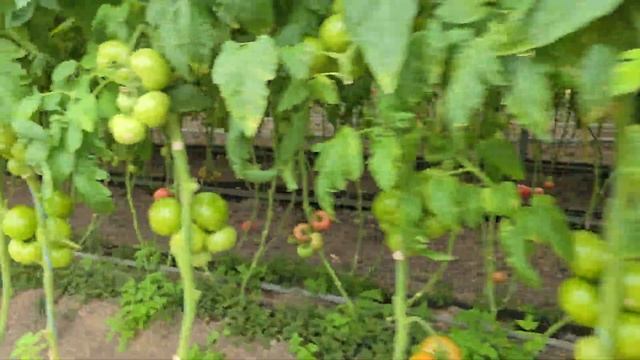 Питание томата Пинк Айди и Хакимару в сравнении. смотреть онлайн