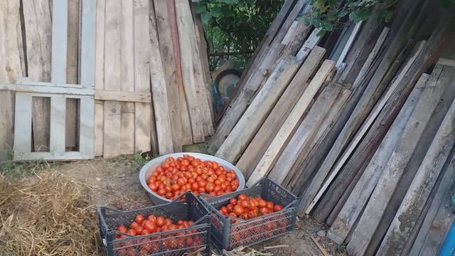 Красивые помидоры . смотреть онлайн