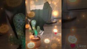 Самые смешные коты)