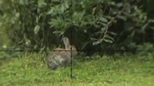 Охота на зайца с пневматикой