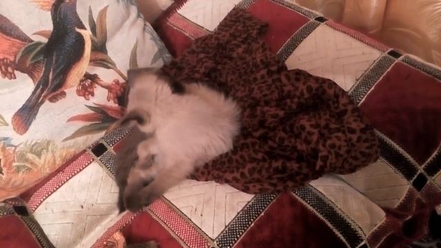 Самые крутые игрушки для котят  ч5