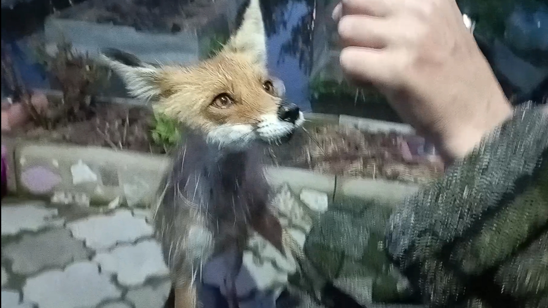 (1023) Лиса приходит в гости. Май 2025 смотреть онлайн