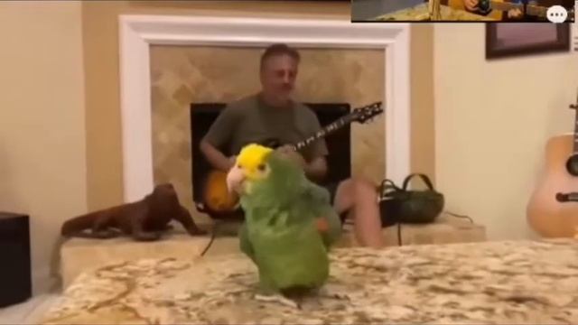Попугай покруче многих современных исполнителей 😃 ЮМОР _ СМЕШНОЕ ВИДЕО _ FUUNY VIDEO _ HUMOR смотреть онлайн
