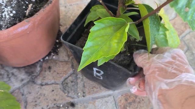 Обзор черенков Гибискуса смотреть онлайн