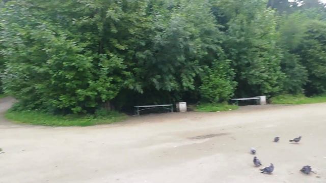 Поехали на собрание в УрФУ. В дендропарке. Про пейджер. смотреть онлайн