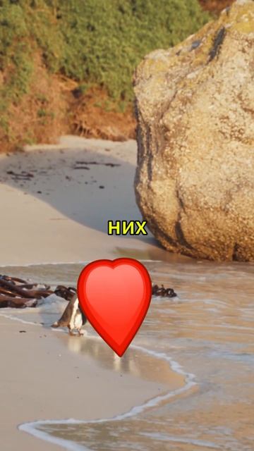 🤯 Ты точно не знал все эти факты о животных!Какой тебя смотреть онлайн