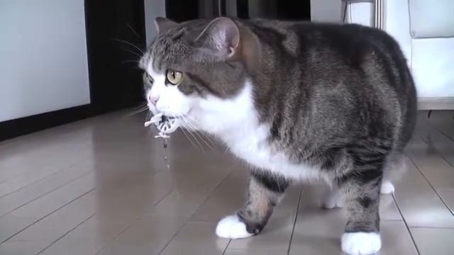 Смешной кот смотреть онлайн