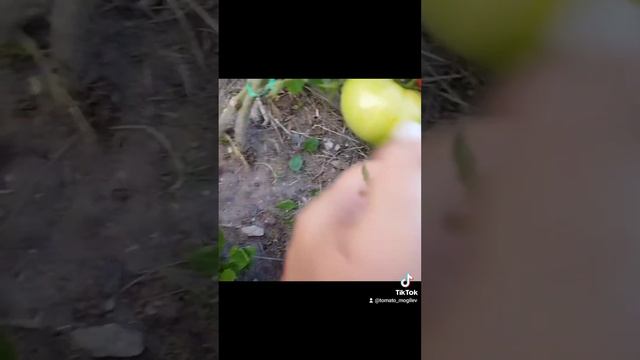 Обзор томата Красное море .