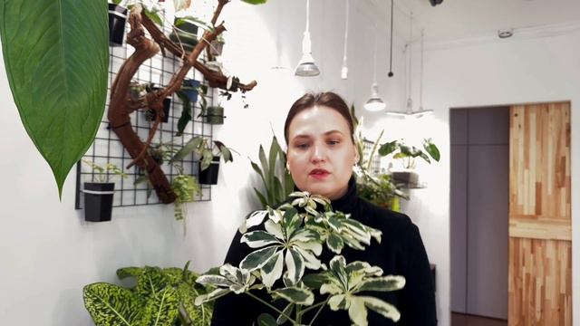 Любимчики. Хойи, фикусы и не только