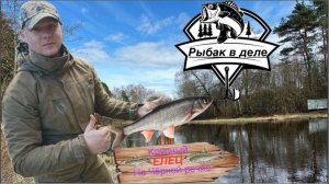Рыбалка на Ельца! На Чёрной речке клюёт крупный Елец! Зеленогорск рыбалка весной #Чёрнаяречка #елец