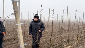 Интенсивный сад груши, посаженный саженцами Книп- Бау?