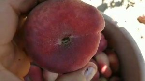 Інжирний персик Уфо-3. Peach Ufo-3.