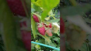 Столешник.Один из лучших сортов малины в моей коллекц?