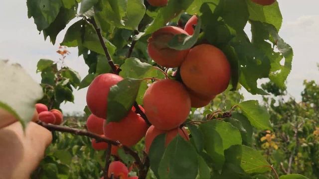 Абрикос Приція . persikovod.com