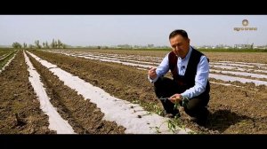 Очиқ далада Помидор 🍅🍅 экиш схемалари. 1-Қисм 30.03 2022 д