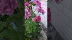 Роза Виолет Парфюм