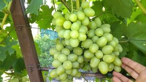 ДАРЬЯ виноград с потрясающим вкусом селекции Крайнов?