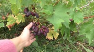 Сон Анжелики. Описание формы