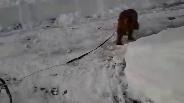 Собака катает кота на санках. смотреть онлайн