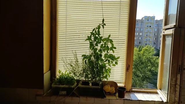 Огурец Белый ангел смотреть онлайн