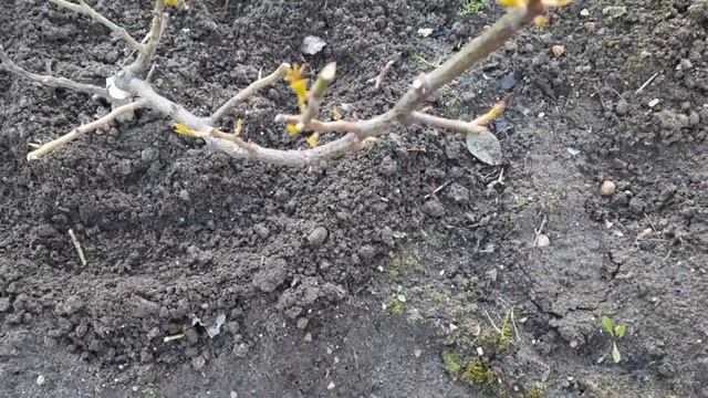 124#Розы//Первая подкормка//Начало старта - 2024//19.04.24🌹🌹? смотреть онлайн