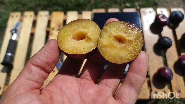 Диплоидная слива Эльдорадо/Plum Eldorado смотреть онлайн